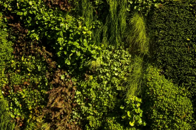 Detail tanaman vertical garden
